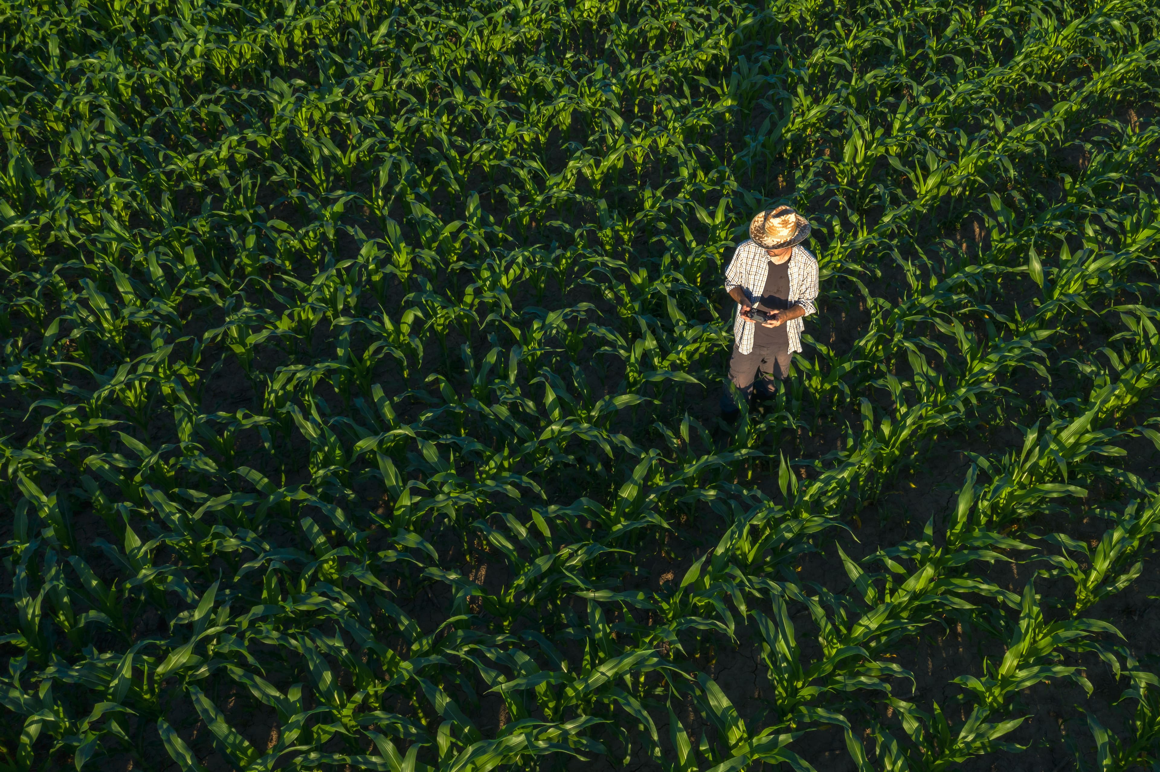 Vista aérea de um produtor de chapéu no meio de uma lavoura de milho
